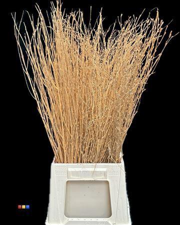 Betula per bos kleurbehandeld