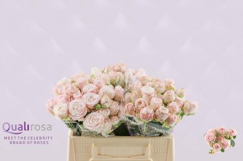 Rosa tros Bombastic