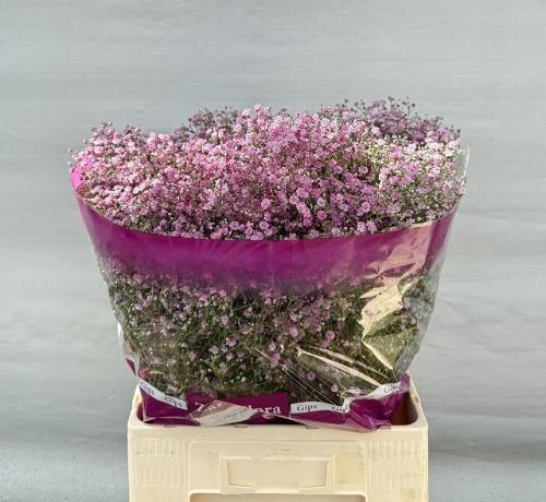 Gypsophila paniculata 'My Pink'