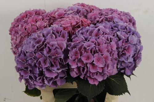 Hydrangea macrophylla Cassanova