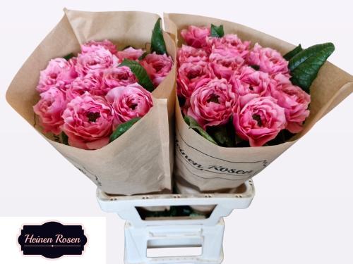 Rosa grootbloemig Regents Park!