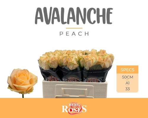 Rosa grootbloemig Avalanche Peach+