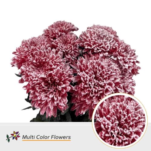 Chrysanthemum (Indicum Grp) geplozen Undercover kleurbehandeld H%