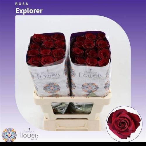 Rosa grootbloemig Explorer