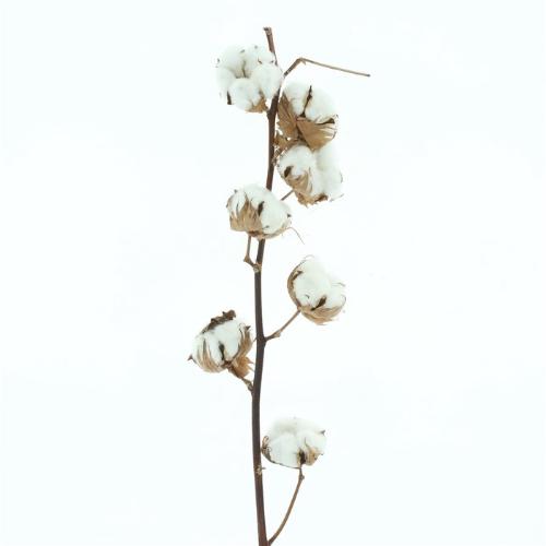 Gossypium hirsutum wit