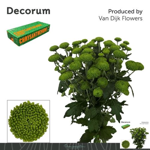 Chrysanthemum (Indicum Grp) tros Deligreen