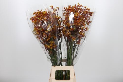 Anigozanthos 'Gold Fever'