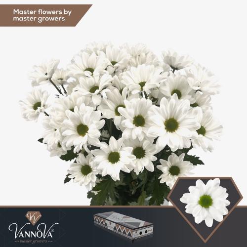 Chrysanthemum Indicum Grp tros Chic