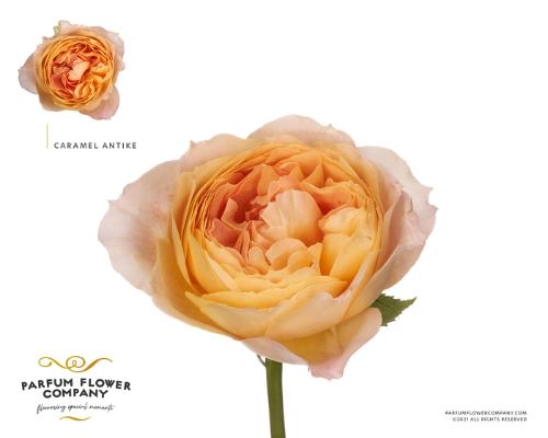 Rosa grootbloemig overig