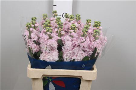 Matthiola incana 'Iron Cherry Blossom'
