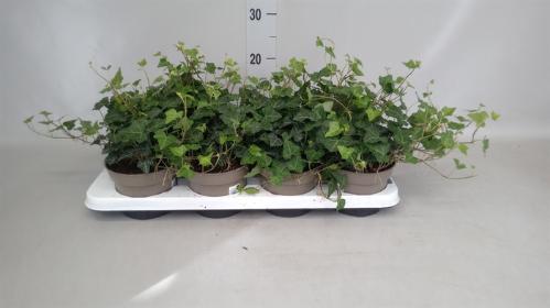 Hedera hibernica