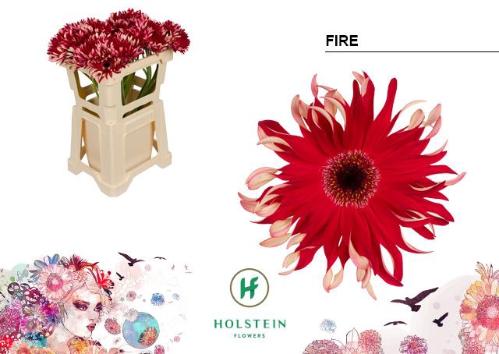 Gerbera grootbloemig krulvormig Gerpasta Fire