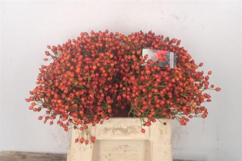 Rosa 'Ouverture' (rozenbottel)
