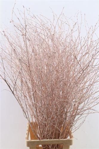 Betula kleurbehandeld H%