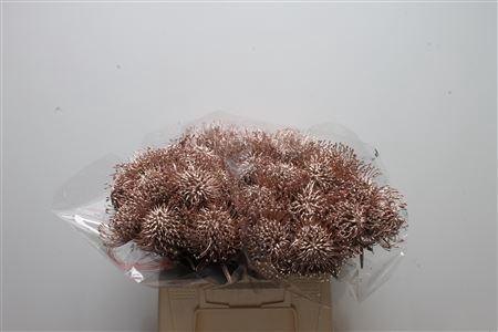 Leucospermum 'Naomi' kleurbehandeld H%