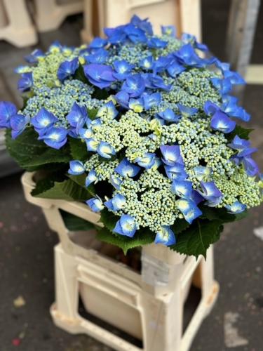 Hydrangea overig