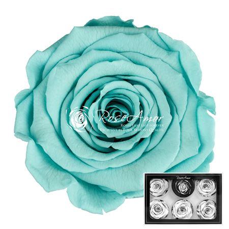 Rosa grootbloemig kleurbehandeld H%
