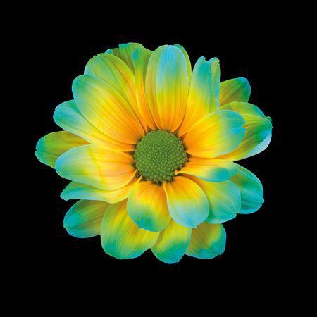 Chrysanthemum Indicum Grp tros kas kleurbehandeld H%