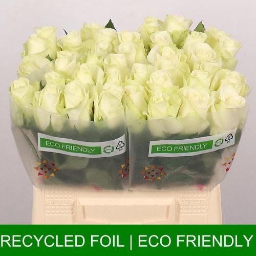 Rosa grootbloemig Snowstorm+