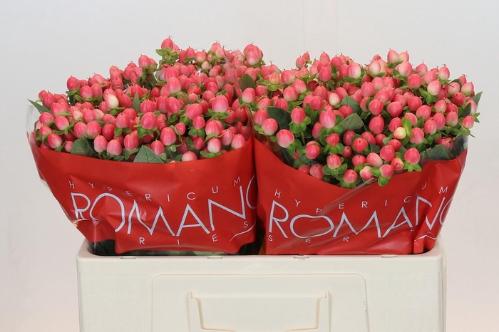 Hypericum androsaemum Sweet Romance