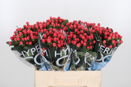 Hypericum Coco Tango