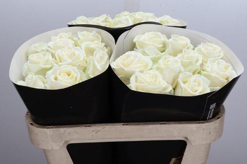 Rosa grootbloemig gewaxt H%