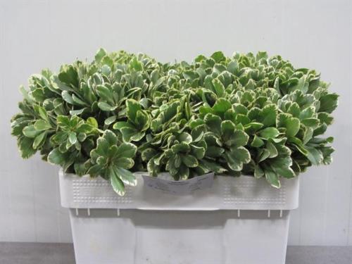 Pittosporum 'Ilan'