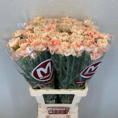 Rosa grootbloemig overig