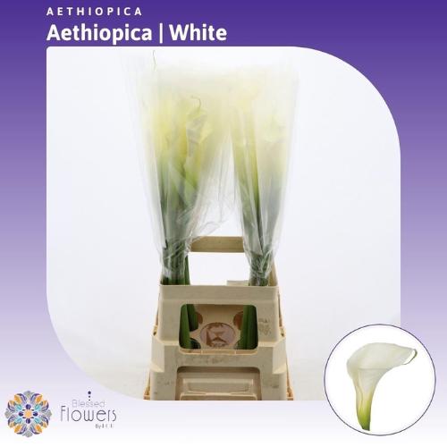 Zantedeschia aethiopica overig