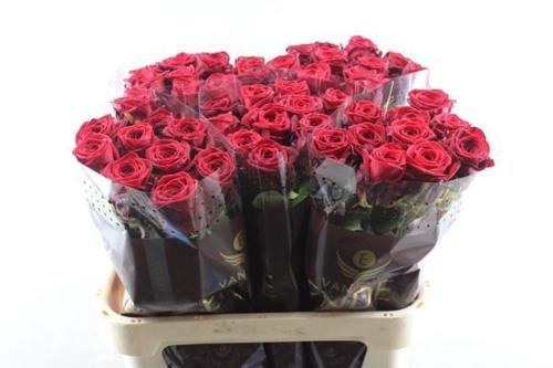 Rosa grootbloemig Red Naomi!