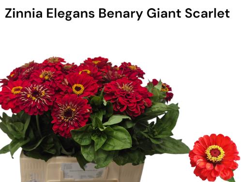 Zinnia elegans