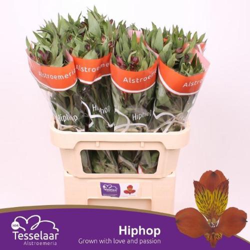 Alstroemeria Hiphop