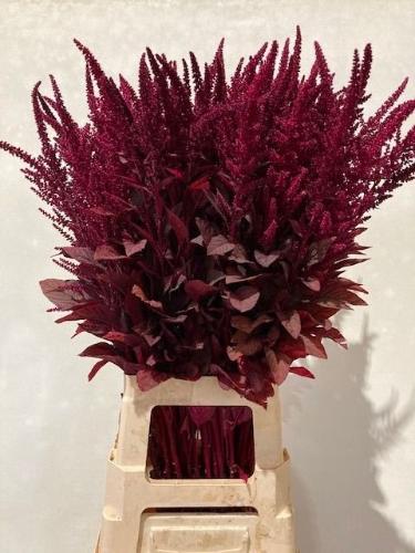 Amaranthus cruentus 'Velvet'