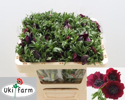 Anemone coronaria 'Galil Bordeaux'