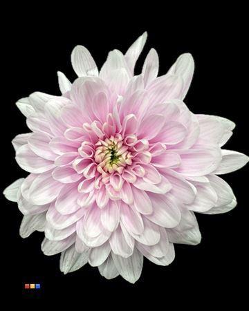 Chrysanthemum Indicum Grp tros kas kleurbehandeld H%