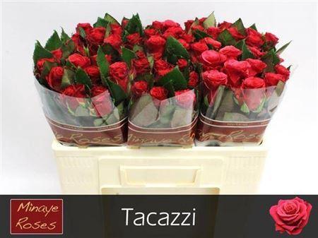 Rosa grootbloemig Tacazzi+
