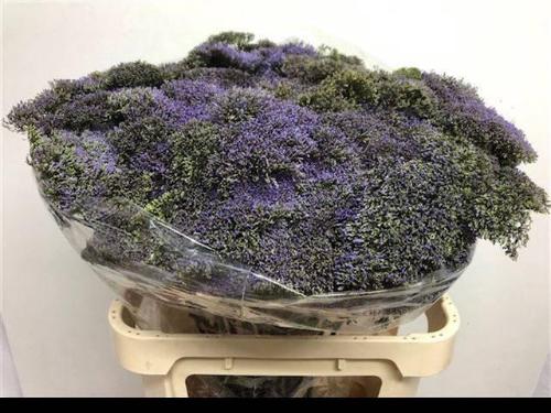 Trachelium caeruleum Blue Shine