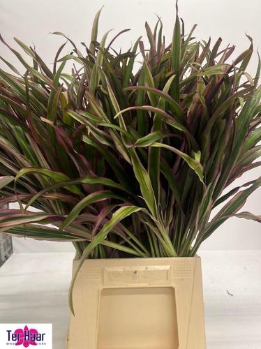 Decoratiegroen groot blad