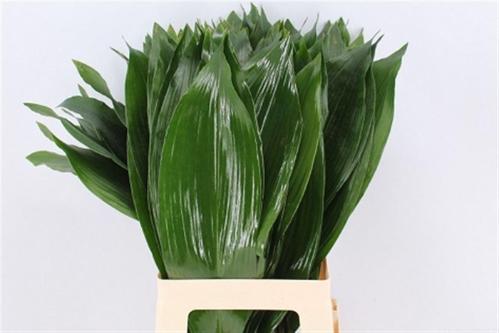 Aspidistra elatior overig