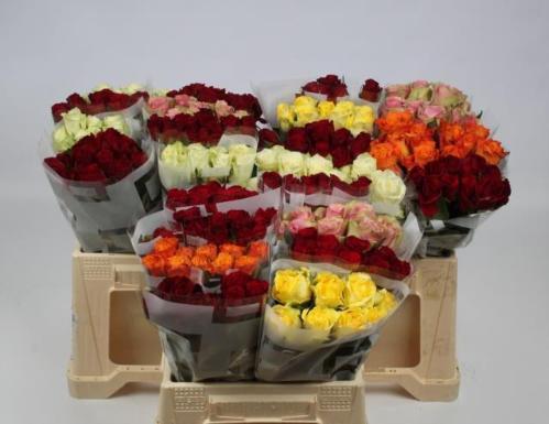 Rosa kleinbloemig gemengd in fust