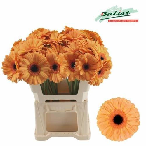 Gerbera grootbloemig 'Jetset'