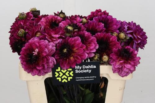 Dahlia (Decorative Grp) 'Muchacha'