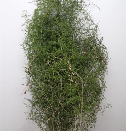Asparagus overig kleurbehandeld H%
