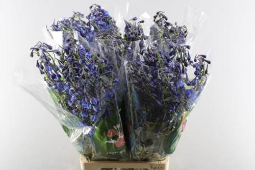 Delphinium Belladonna Grp enkelbloemig Donna