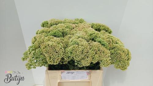 Sedum spectabile