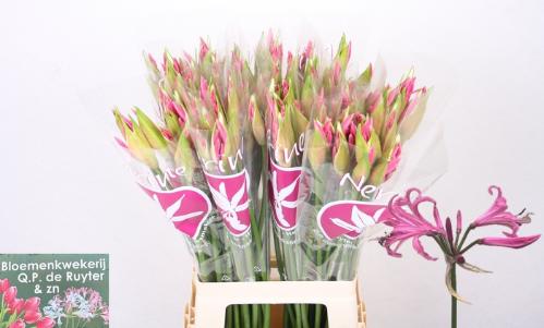 Nerine Bowdenii Grp 'Ras van Roon'