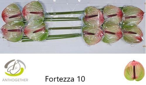 Anthurium (Andreanum Grp) Fortezza