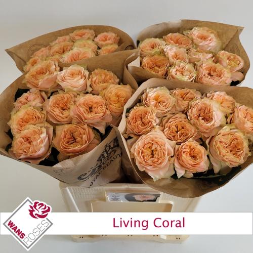 Rosa grootbloemig Living Coral