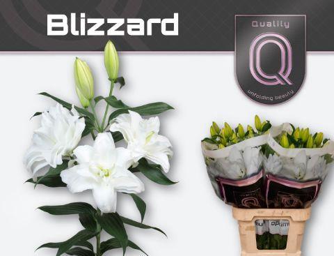 Lilium (OT-hybrids Grp) 'Blizzard'