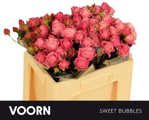 Rosa tros Sweet Bubbles
